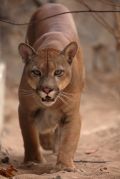 Puma Concolor