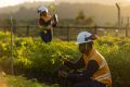 Nos últimos 3 anos o viveiro de mudas da ATN produziu mais de 147 mil mudas de 96 espécies do Bioma Mata Atlântica.