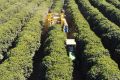 Mecanização é viável para plantas de todos os tamanhos