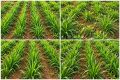 Parcelas experimentais de híbridos de braquiária (Urochloa) avaliados em pesquisa da Universidade Federal de São João del-Rei (UFSJ), no Campo das Vertentes (MG).
