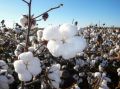 Aprova&ccedil;&atilde;o no Programa Algod&atilde;o Brasileiro Respons&aacute;vel (ABR) e a certifica&ccedil;&atilde;o internacional da Better Cotton Initiative (BCI) atestam o cumprimento de rigorosos crit&eacute;rios