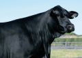 Jade, da raça Brangus, cotizada em R$ 1.2 milhão