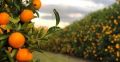 Safras de café e laranja podem sofrer alteração