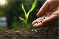 Foto: nutrição de plantas