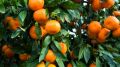 Tangerinas