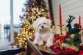 Decoração e ceia de Natal também podem representar riscos para os animais de estimação