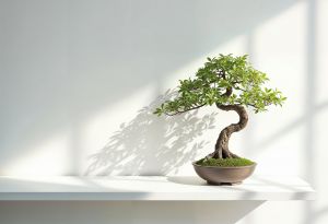 bonsai
