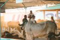 Evento contempla exposição e venda de animais