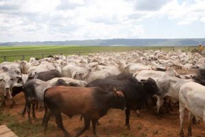 Política que estimula adoção de práticas sustentáveis pelos produtores rurais contribui para recuperação de áreas semidegradadas em Minas