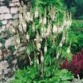 Cimicífuga - Actaea Racemosa