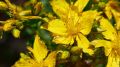 ERVA DE SÃO JORGE - Hypericum perforatum L.