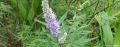 Vitex - Agnus Castus