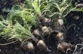MACA PERUANA - Lepidium peruvianum