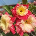 Rosas do deserto estarão na 15° edição do Bazar Estação das Plantas