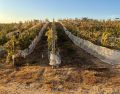 Parreiral permite produção de vinhos finos em pleno Cerrado brasileiro
