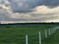 Capim Tifton 85, desenvolvido para elevar a produtividade pecu&aacute;ria, tamb&eacute;m ganha destaque pelo potencial de captura de carbono