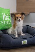 Pet no Hotel Ibis