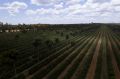 Fazenda Montanari