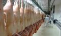 No frigorífico para avaliação de carcaça e carne