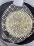 Bactéria Pseudomonas fluorescens