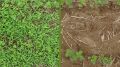 Foto de Campo com ensaios do produto