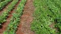 Foto de Campo com ensaios do produto