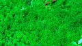 Musgo Sphagnum