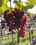 Uvas da propriedade dos Michelin