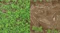 Ênio Lemes Rosa - Engenheiro Agrônomo CREA: PR