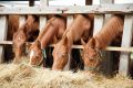 Vacina&ccedil;&atilde;o, manejo, biosseguridade e acompanhamento veterin&aacute;rio devem fazer parte de uma estrat&eacute;gia cont&iacute;nua