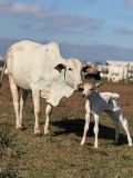 Colpar: F&ecirc;meas superprecoces a pasto